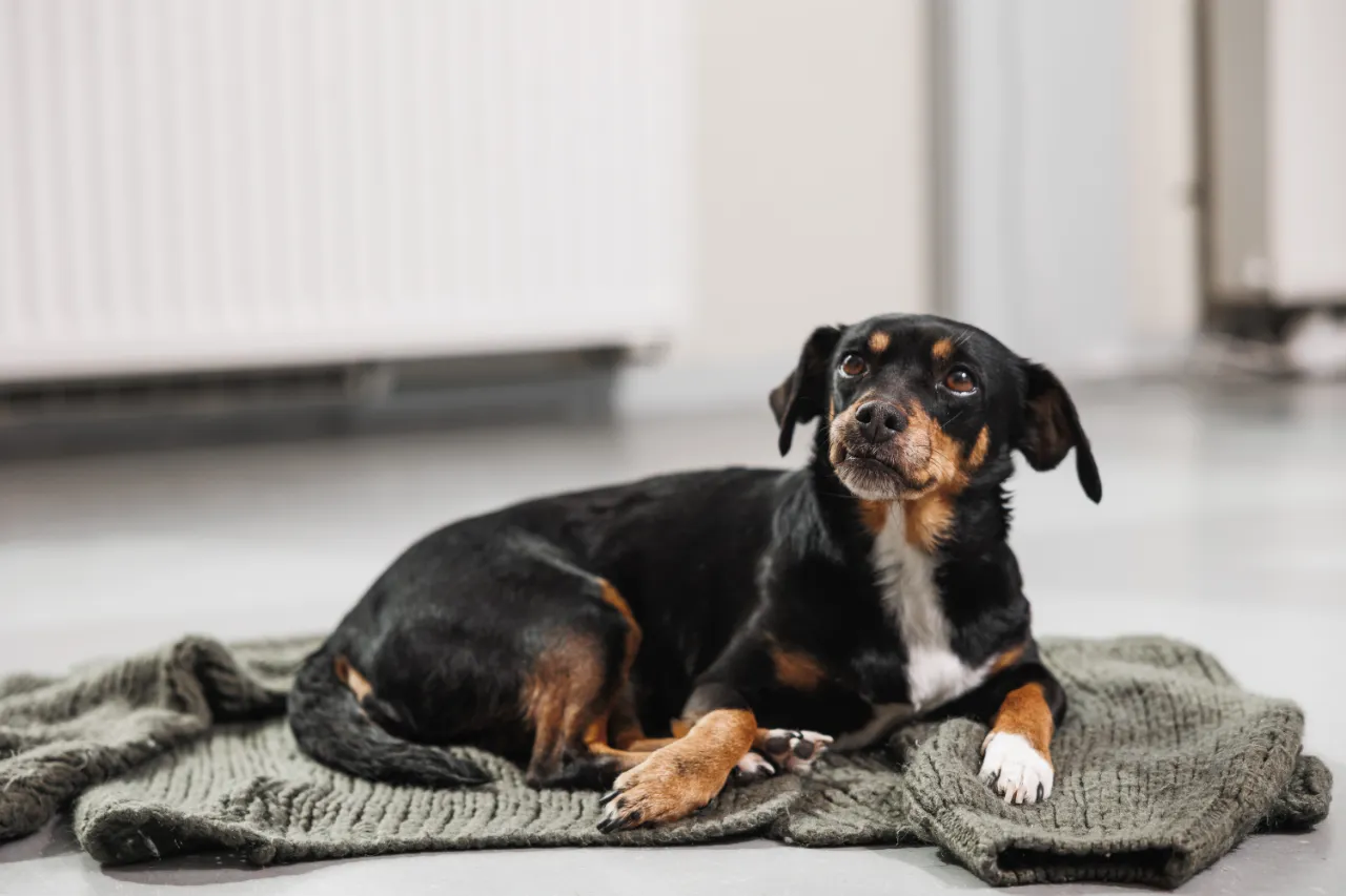 Hond in de yogastudio
